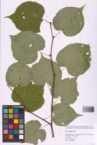 Tilia cordata Mill., Eastern Europe, Central forest region (E5) (Russia)