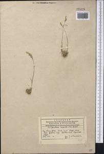 Catabrosella humilis (M.Bieb.) Tzvelev, Middle Asia, Western Tian Shan & Karatau (M3) (Kazakhstan)