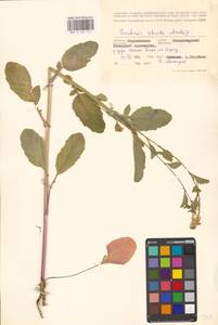 Barbarea stricta Andrz., Eastern Europe, Central forest-and-steppe region (E6) (Russia)