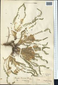 Astragalus citrinus subsp. barrowianus (Aitch. & Baker) D. Podl., Middle Asia, Karakum (M6) (Turkmenistan)