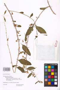 MHA 0 158 542, Lycium barbarum L., Eastern Europe, Central forest-and-steppe region (E6) (Russia)