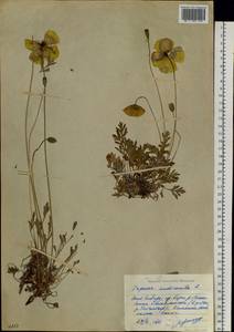 Oreomecon nudicaulis subsp. nudicaulis, Siberia, Yakutia (S5) (Russia)