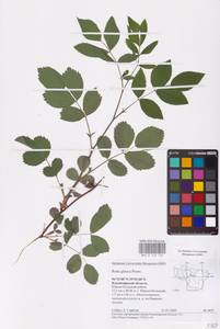 Rosa glauca Pourr., Eastern Europe, Central region (E4) (Russia)
