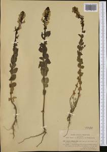 Linaria triphylla (L.) Mill., Western Europe (EUR) (Italy)