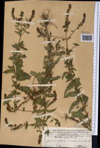 Mentha × piperita L., Middle Asia, Western Tian Shan & Karatau (M3) (Kazakhstan)