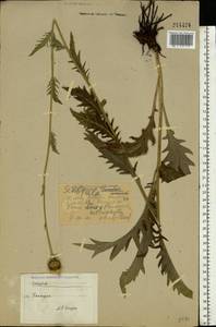 Serratula, Eastern Europe, Eastern region (E10) (Russia)