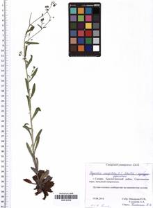 Myosotis laxa (Sam.) Hyl. ex Nordh., Eastern Europe, Middle Volga region (E8) (Russia)