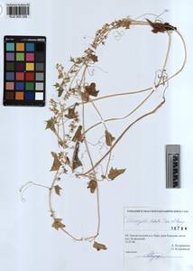 KUZ 003 330, Echinocystis lobata (Michx.) Torr. & Gray, Siberia, Altai & Sayany Mountains (S2) (Russia)
