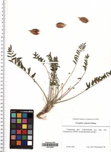 Astragalus wolgensis Bunge, Eastern Europe, Middle Volga region (E8) (Russia)