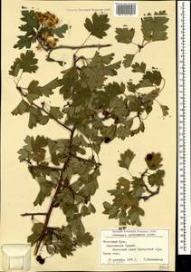 Crataegus praemonticola Holub, Crimea (KRYM) (Russia)