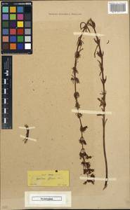 Hypericum lydium Boiss., South Asia, South Asia (Asia outside ex-Soviet states and Mongolia) (ASIA) (Turkey)