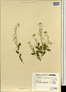 Alyssopsis mollis (Jacq.) O.E. Schulz, South Asia, South Asia (Asia outside ex-Soviet states and Mongolia) (ASIA) (Iran)