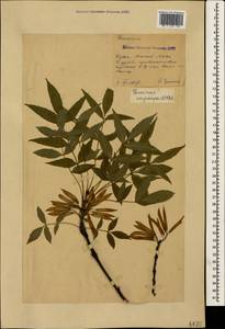Fraxinus angustifolia subsp. oxycarpa (M.Bieb. ex Willd.) Franco & Rocha Afonso, Crimea (KRYM) (Russia)