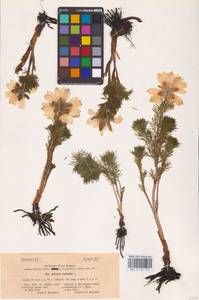 Adonis vernalis L., Eastern Europe, Central forest-and-steppe region (E6) (Russia)