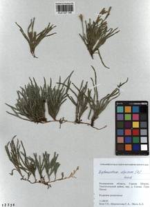 Diphasiastrum alpinum (L.) Holub, Siberia, Altai & Sayany Mountains (S2) (Russia)