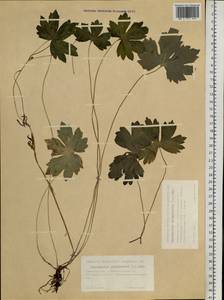 Ranunculus propinquus C.A.Mey., Siberia, Western Siberia (S1) (Russia)