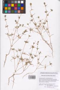 Pyankovia brachiata (Pall.) Akhani & Roalson, Eastern Europe, Lower Volga region (E9) (Russia)