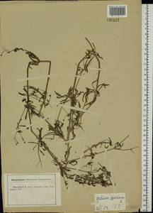 Galium spurium L., Eastern Europe, Central forest-and-steppe region (E6) (Russia)