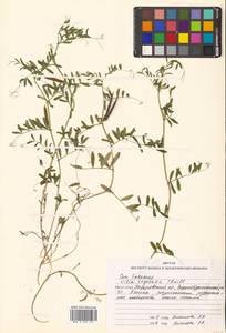 Vicia sativa subsp. nigra Ehrh., Siberia, Russian Far East (S6) (Russia)