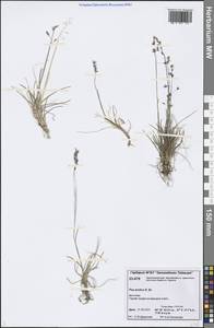Poa arctica R.Br., Siberia, Central Siberia (S3) (Russia)