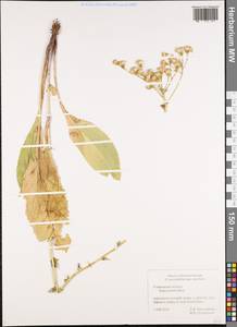 Senecio macrophyllus M. Bieb., Eastern Europe, Middle Volga region (E8) (Russia)