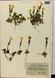 Gentiana verna subsp. oschtenica (Kuzn.) J. J. Halda, Caucasus, Stavropol Krai, Karachay-Cherkessia & Kabardino-Balkaria (K1b) (Russia)