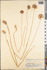 Allium rotundum L., Eastern Europe, North Ukrainian region (E11) (Ukraine)