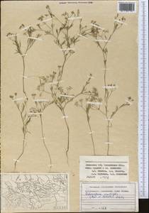 Psammogeton capillifolium (Regel & Schmalh.) Mousavi, Mozaff. & Zarre, Middle Asia, Syr-Darian deserts & Kyzylkum (M7) (Kazakhstan)