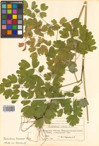 Thalictrum minus subsp. elatum (Jacq.) Stoj. & Stef., Siberia, Russian Far East (S6) (Russia)