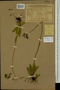 Pilosella floribunda (Wimm. & Grab.) Fr., Eastern Europe, Central forest-and-steppe region (E6) (Russia)