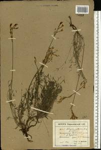 Astragalus pallescens Bieb., Eastern Europe, South Ukrainian region (E12) (Ukraine)