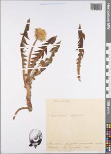 Taraxacum officinale Weber ex F. H. Wigg., Eastern Europe, Estonia (E2c) (Estonia)