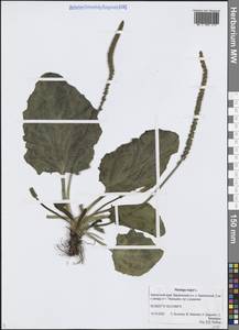 Plantago major L., Siberia, Chukotka & Kamchatka (S7) (Russia)