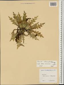 Cirsium rhizocephalum C. A. Mey., Caucasus, Dagestan (K2) (Russia)