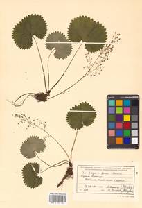 Micranthes fusca (Maxim.) S. Akiyama & H. Ohba, Siberia, Russian Far East (S6) (Russia)