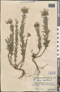 Linum hirsutum L., Eastern Europe, North Ukrainian region (E11) (Ukraine)