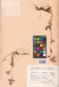 Polemonium villosum Rudolph ex Georgi, Eastern Europe, Northern region (E1) (Russia)