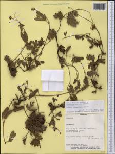 Mimosa flagellaris Benth., America (AMER) (Paraguay)