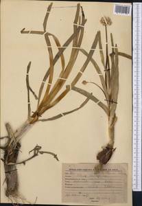 Allium platyspathum Schrenk, Middle Asia, Western Tian Shan & Karatau (M3) (Kyrgyzstan)