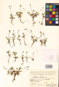 Micranthes stellaris subsp. stellaris, Eastern Europe, Northern region (E1) (Russia)