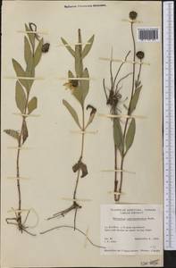 Helianthus pauciflorus subsp. subrhomboideus (Rydb.) O. Spring & E. E. Schill., America (AMER) (Canada)