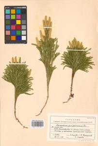 Dendrolycopodium obscurum (L.) A. Haines, Siberia, Russian Far East (S6) (Russia)