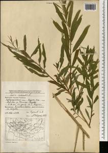Salix viminalis L., Mongolia (MONG) (Mongolia)