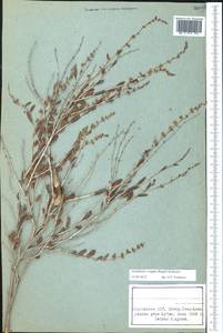 Atraphaxis virgata (Regel) Krasn., Middle Asia, Northern & Central Tian Shan (M4) (Kyrgyzstan)