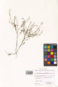 Lepidium ruderale L., Siberia, Russian Far East (S6) (Russia)