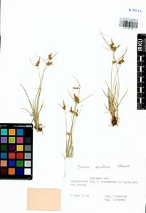 Carex oederi var. oederi, Siberia, Baikal & Transbaikal region (S4) (Russia)