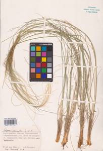 Stipa pennata L., Eastern Europe (no precise locality) (E0)