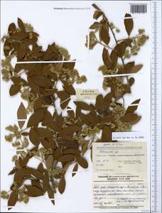 Cotoneaster, South Asia, South Asia (Asia outside ex-Soviet states and Mongolia) (ASIA) (China)