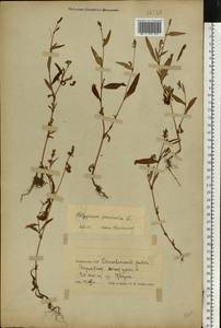 Persicaria maculosa Gray, Eastern Europe, Belarus (E3a) (Belarus)