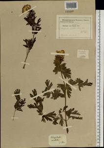 Corydalis nobilis (L.) Pers., Siberia (no precise locality) (S0) (Russia)